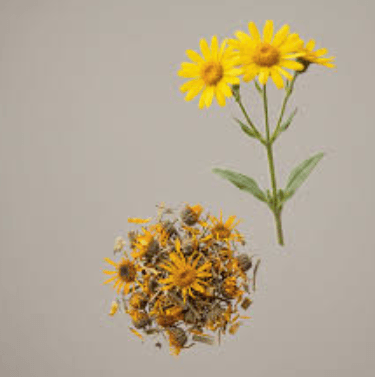 Understanding Marker Compounds in Botanical Extracts